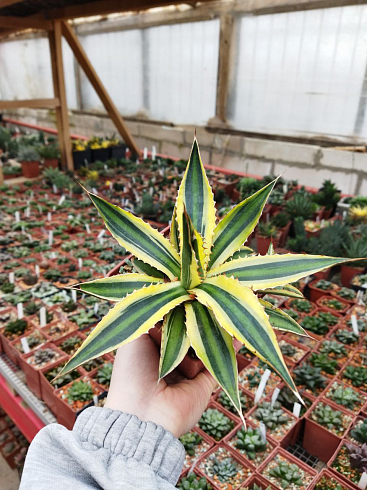 Агава лофанта квадриколор (Agave lophantha quadricolor), 15-20 см